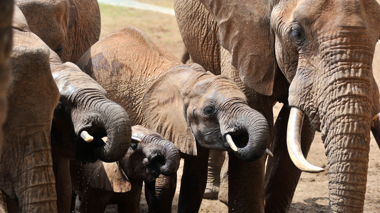 A majestic elephant standing in the wild
